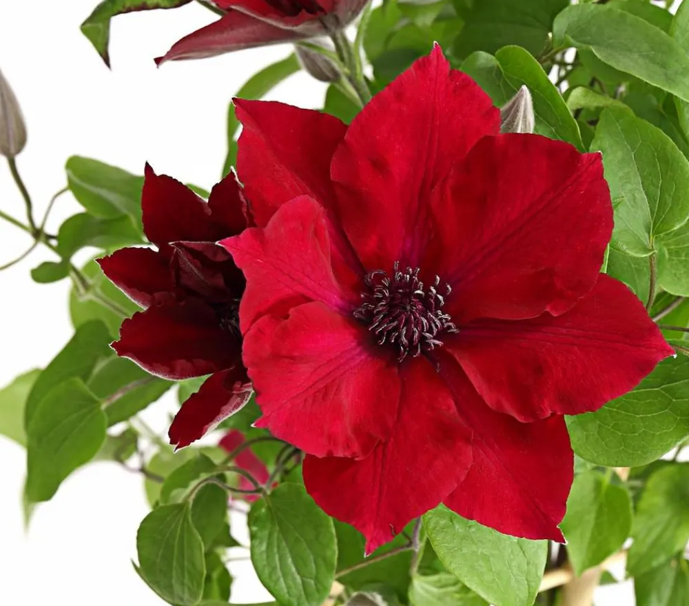 Dehner Waldrebe - Clematis, Rankhilfe Rot Clearance