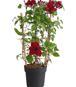 Dehner Waldrebe - Clematis, Rankhilfe Rot Clearance