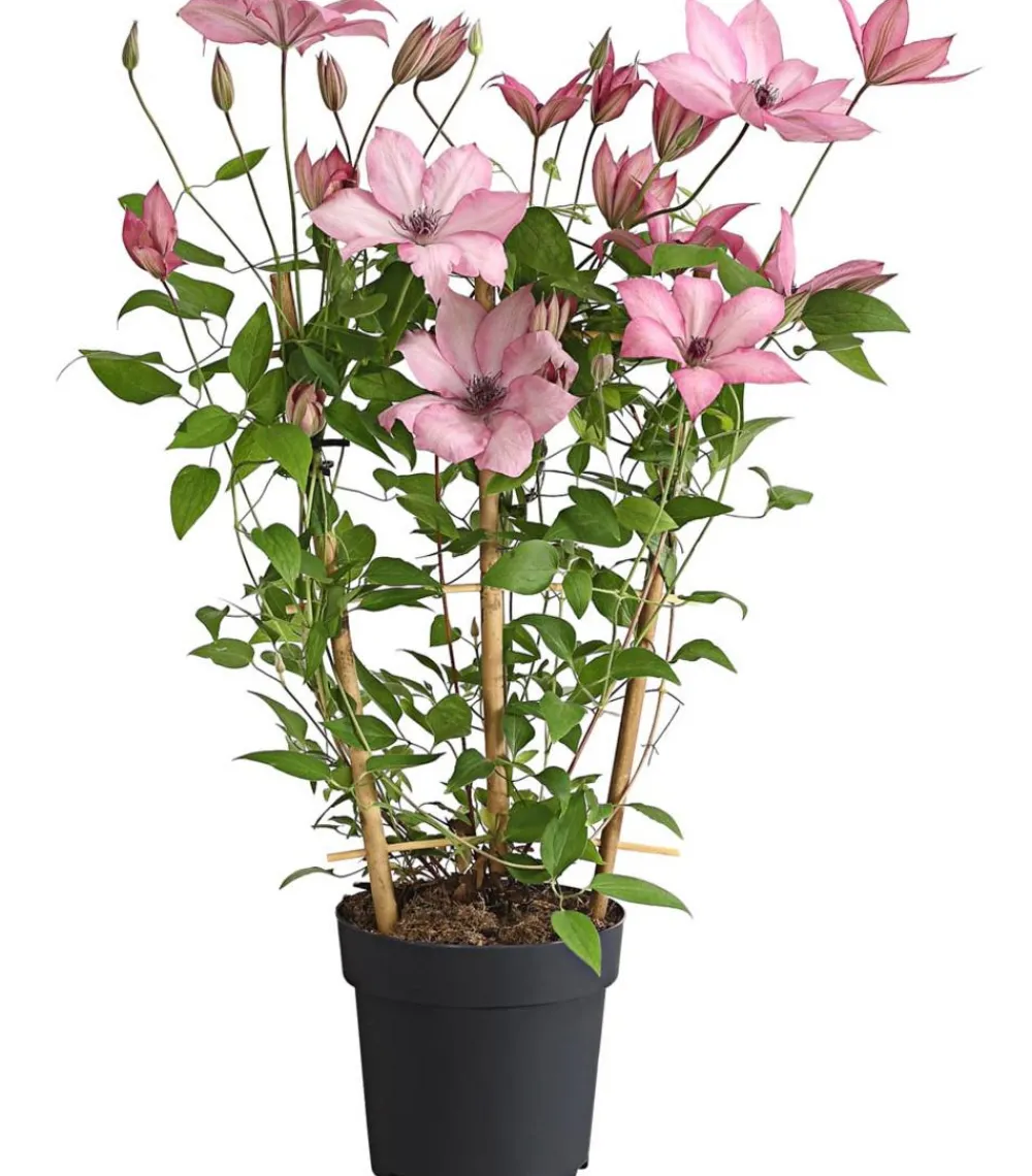 Dehner Clematis|Kletterpflanzen - Waldrebe - Clematis, Rankhilfe Rosa