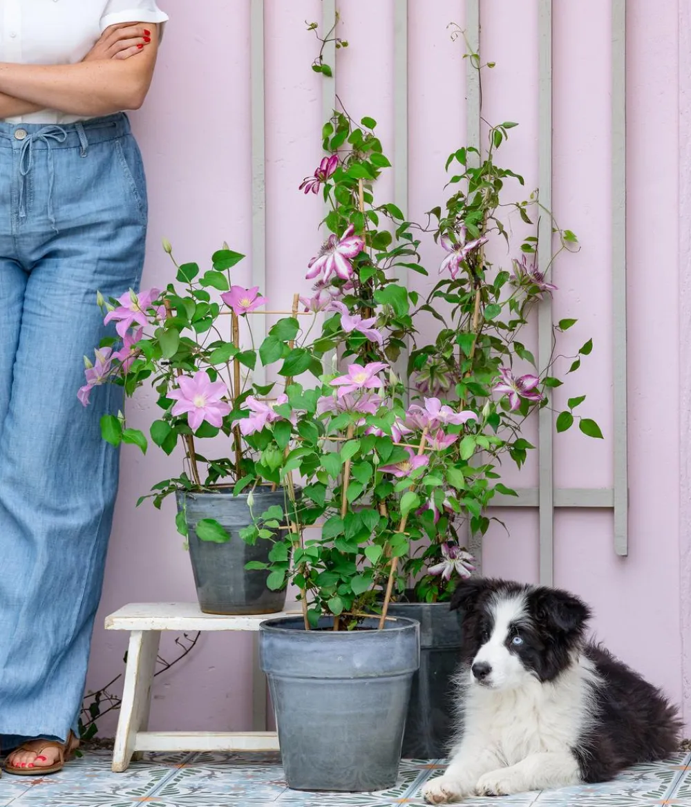 Dehner Clematis|Kletterpflanzen - Waldrebe - Clematis, Rankhilfe Rosa