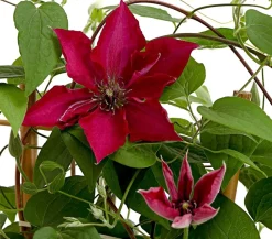 Dehner Clematis|Kletterpflanzen > Waldrebe - Clematis, , Rankhilfe