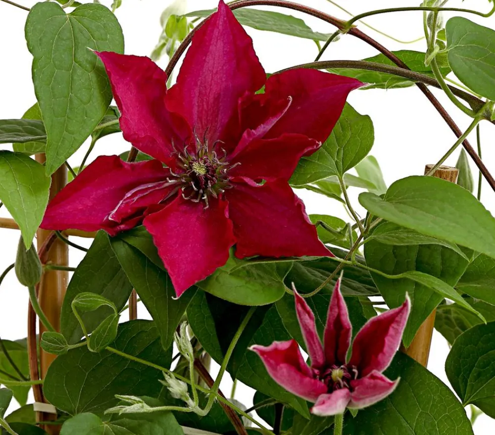 Dehner Clematis|Kletterpflanzen > Waldrebe - Clematis, , Rankhilfe