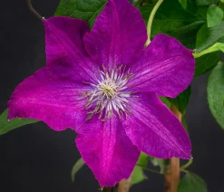 Dehner Clematis|Kletterpflanzen > Waldrebe - Clematis 'Rouge Cardinal'