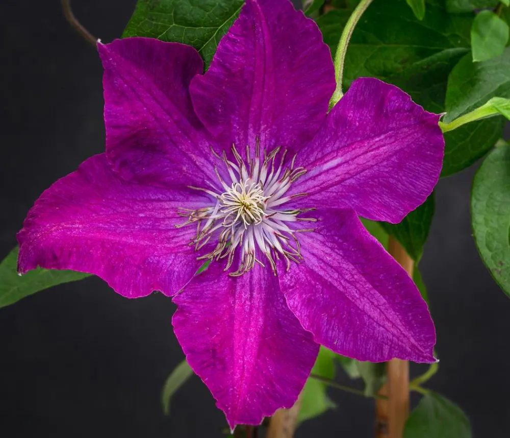 Dehner Clematis|Kletterpflanzen > Waldrebe - Clematis 'Rouge Cardinal'