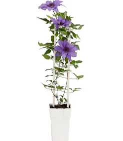 Dehner Clematis|Kletterpflanzen > Waldrebe - Clematis, Spalier