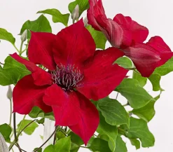 Dehner Waldrebe - Clematis, Spalier Rot