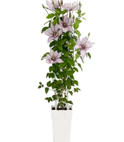 Dehner Clematis|Kletterpflanzen - Waldrebe - Clematis, Spalier Weiß