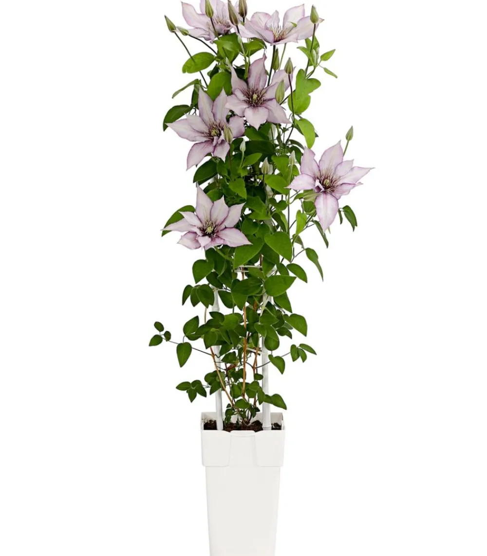 Dehner Clematis|Kletterpflanzen - Waldrebe - Clematis, Spalier Weiß