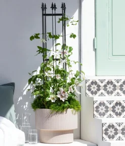 Dehner Clematis|Kletterpflanzen - Waldrebe - Clematis, Spalier Weiß