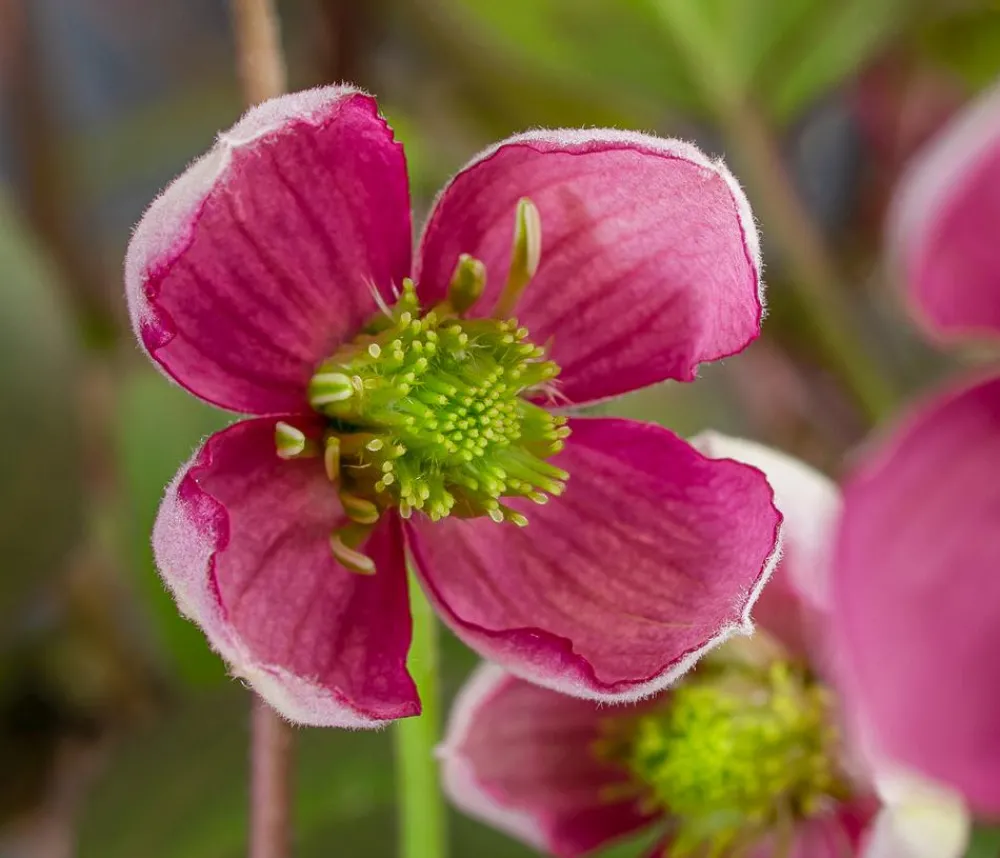 Dehner Clematis|Kletterpflanzen > Waldrebe - Clematis 'Van Gogh'