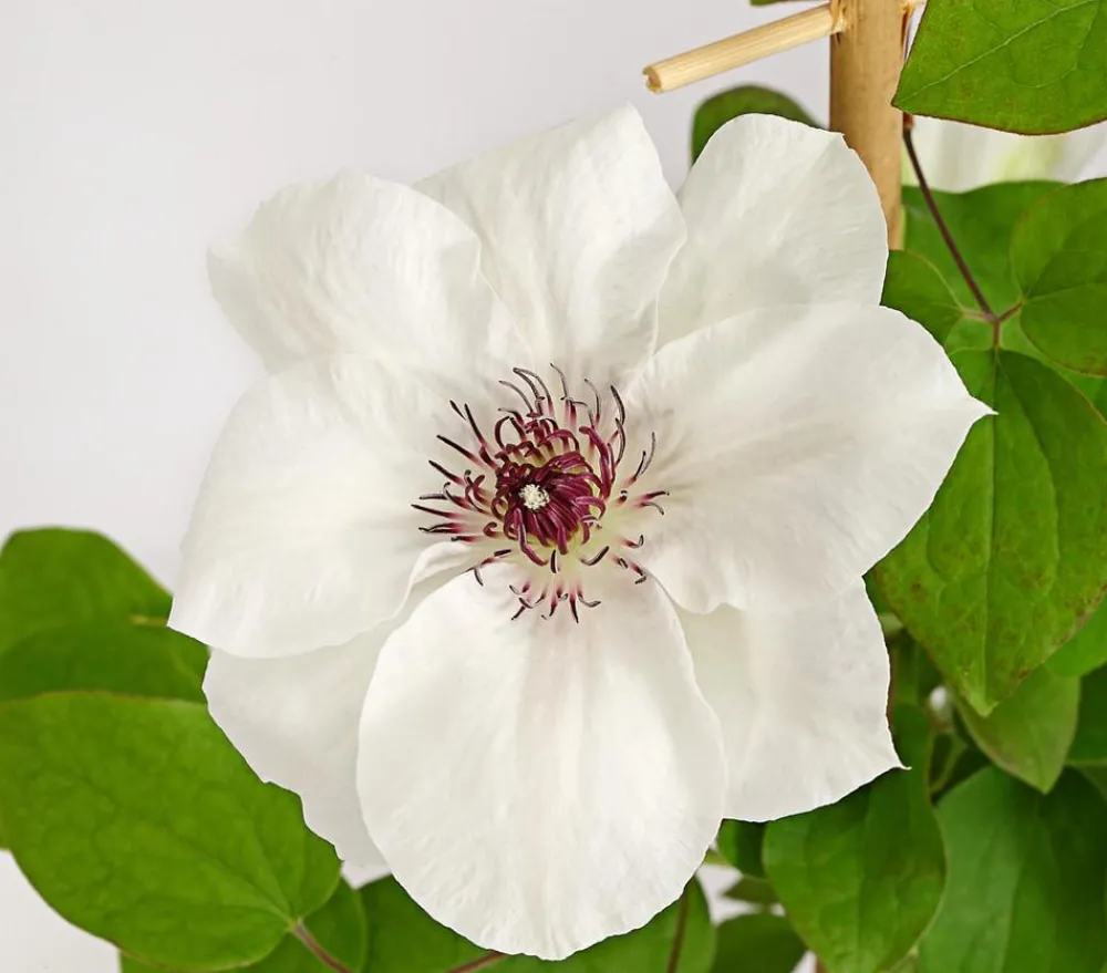 Dehner Clematis|Kletterpflanzen - Waldrebe - Clematis, , Rankhilfe Weiß