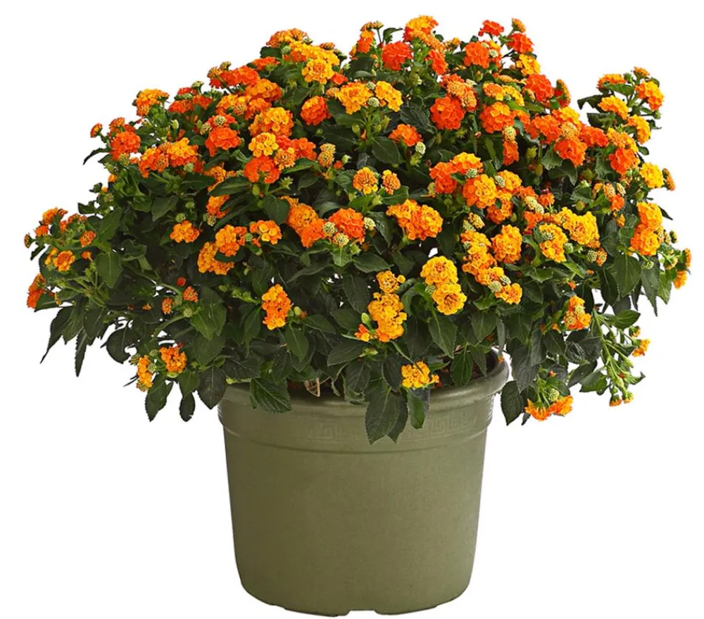Dehner Wandelröschen, Busch Orange New