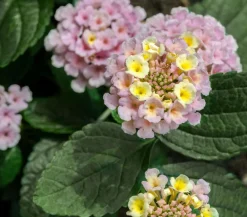 Dehner Wandelröschen, Busch Rosa New