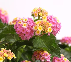 Dehner Wandelröschen, Busch Rosa New