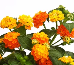 Dehner Terrassenpflanzen - Wandelröschen, Busch Orange