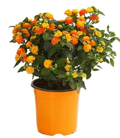 Dehner Terrassenpflanzen - Wandelröschen, Busch Orange