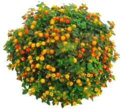 Dehner Terrassenpflanzen - Wandelröschen, Busch Orange