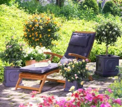 Dehner Terrassenpflanzen - Wandelröschen, Solitärstamm Orange