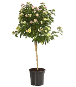 Dehner Wandelröschen, Stämmchen Rosa