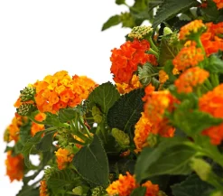 Dehner Terrassenpflanzen - Wandelröschen, Stämmchen Orange