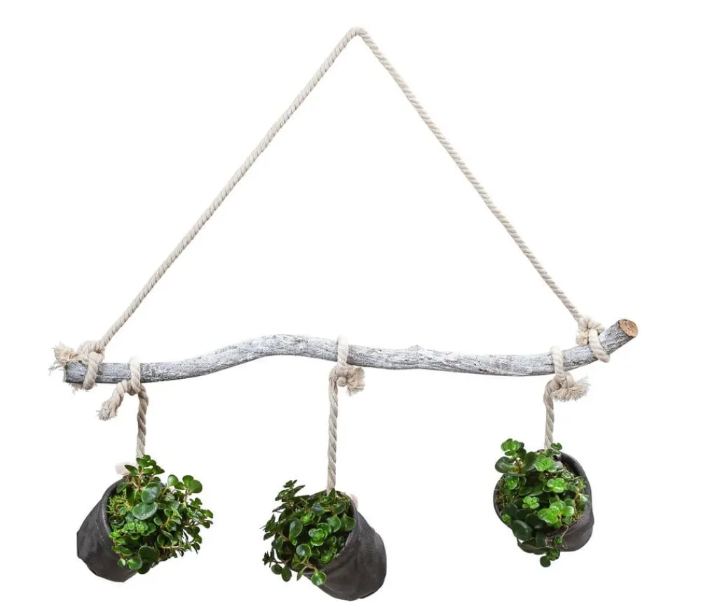 Dehner Hängepflanzen|Zimmerpflanzen Mit Übertopf - Wandhänger mit Fetthenne - Sedum makinoi 'Tornado',