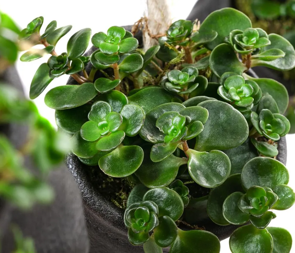 Dehner Hängepflanzen|Zimmerpflanzen Mit Übertopf - Wandhänger mit Fetthenne - Sedum makinoi 'Tornado',