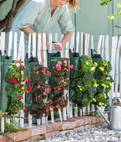Dehner Balkonpflanzen-Sets|Hängende Sommerblüher - Wandhänger mit Hängebegonien, verschiedene Farben