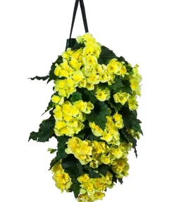 Dehner Balkonpflanzen-Sets|Hängende Sommerblüher - Wandhänger mit Hängebegonien, verschiedene Farben