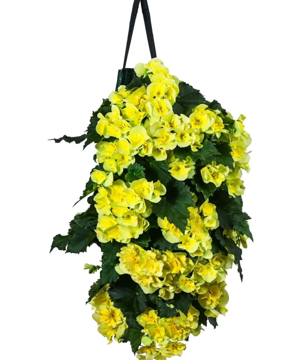 Dehner Balkonpflanzen-Sets|Hängende Sommerblüher - Wandhänger mit Hängebegonien, verschiedene Farben