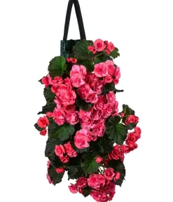 Dehner Balkonpflanzen-Sets|Hängende Sommerblüher - Wandhänger mit Hängebegonien, verschiedene Farben
