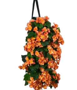 Dehner Balkonpflanzen-Sets|Hängende Sommerblüher - Wandhänger mit Hängebegonien, verschiedene Farben