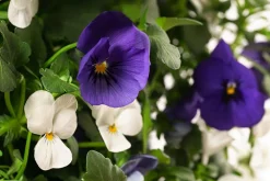 Dehner Balkonpflanzen-Sets|Hängende Sommerblüher - Wandhänger mit Hornveilchen, verschiedene Farben