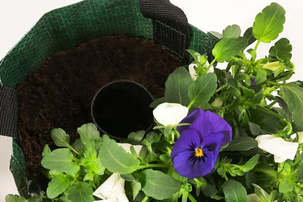 Dehner Balkonpflanzen-Sets|Hängende Sommerblüher - Wandhänger mit Hornveilchen, verschiedene Farben
