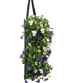 Dehner Balkonpflanzen-Sets|Hängende Sommerblüher - Wandhänger mit Hornveilchen, verschiedene Farben