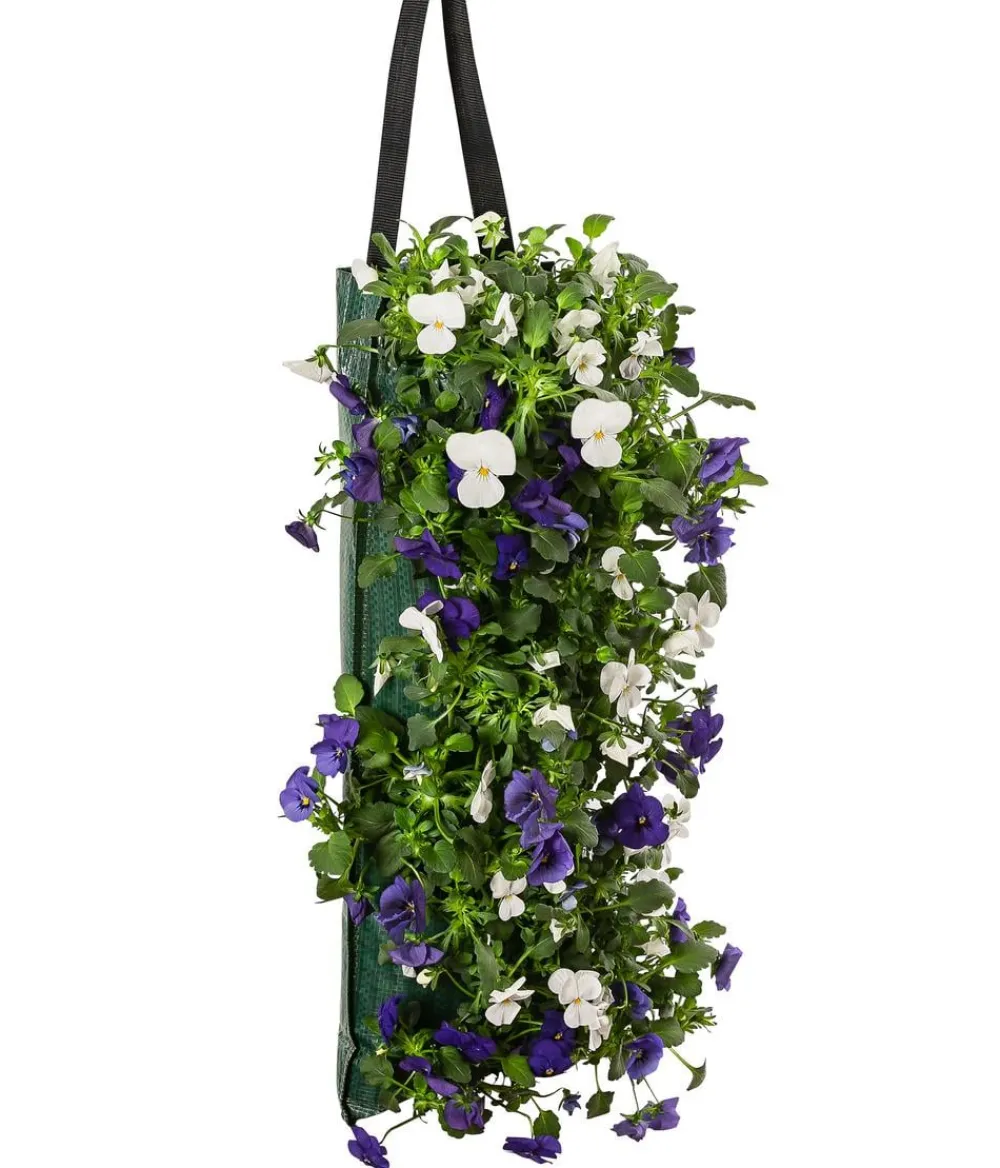 Dehner Balkonpflanzen-Sets|Hängende Sommerblüher - Wandhänger mit Hornveilchen, verschiedene Farben