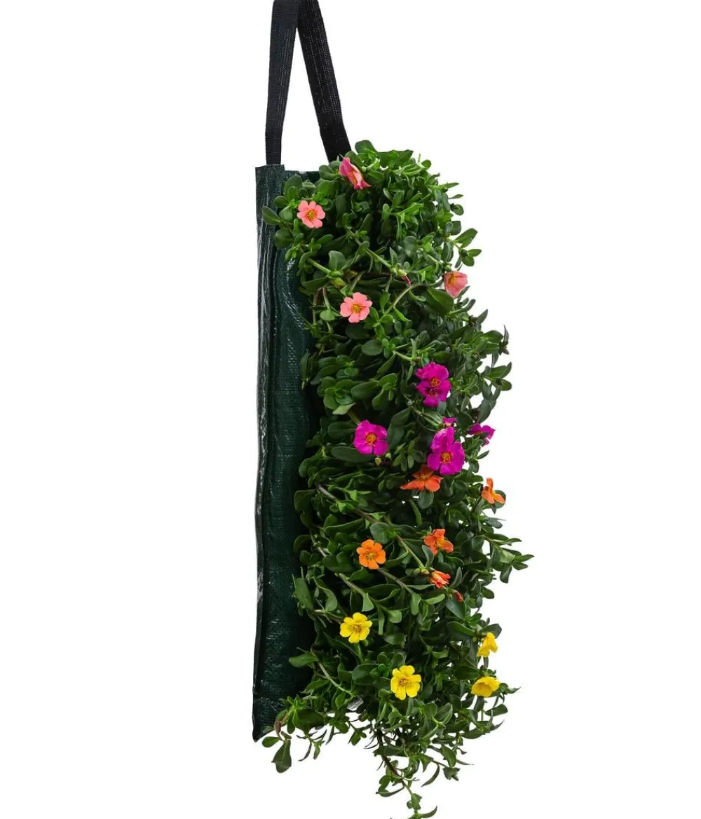 Dehner Balkonpflanzen-Sets|Hängende Sommerblüher - Wandhänger mit Portulakröschen, verschiedene Farben