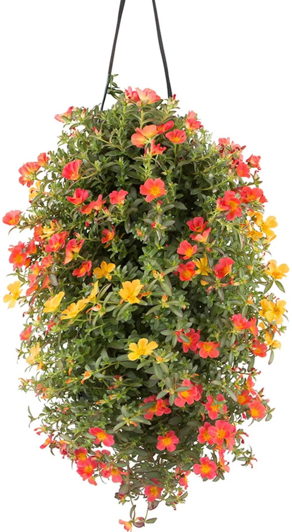 Dehner Balkonpflanzen-Sets|Hängende Sommerblüher - Wandhänger mit Portulakröschen, verschiedene Farben