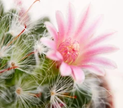 Dehner Warzenkaktus - Mammillaria hahniana Pink Sale