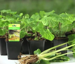Dehner Garten- & Heilkräuter|Küchenkräuter > Wasabi