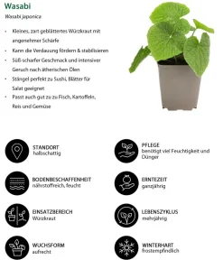 Dehner Garten- & Heilkräuter|Küchenkräuter > Wasabi