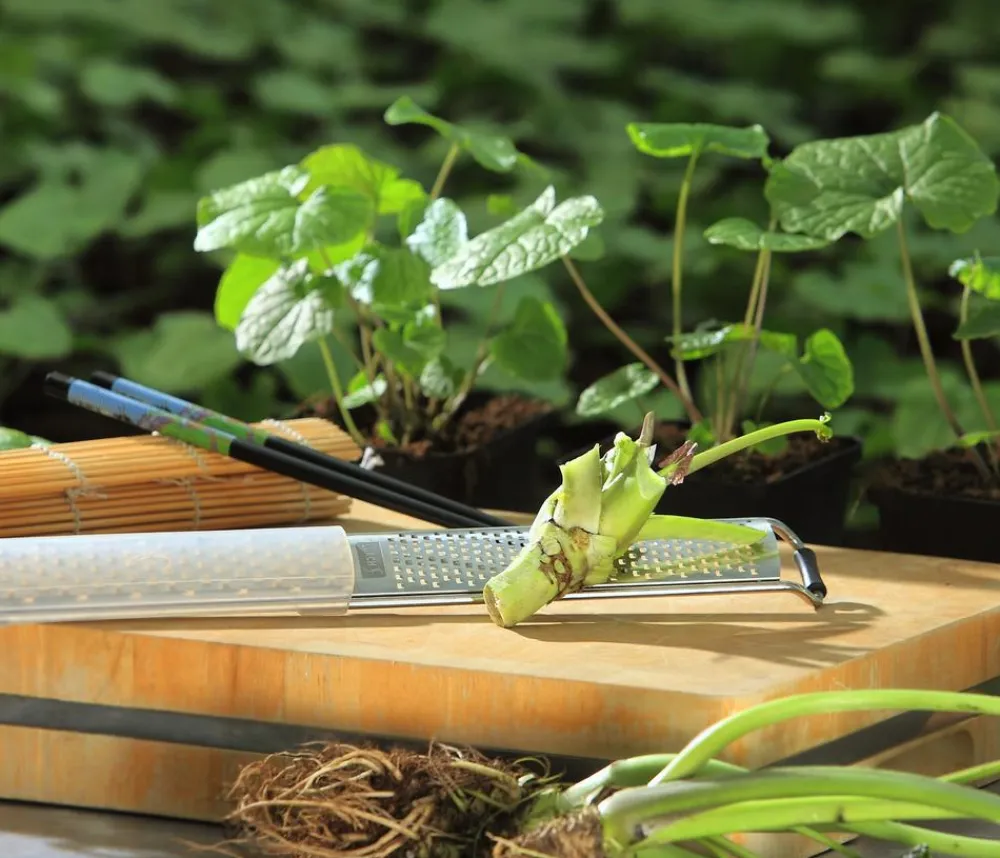 Dehner Garten- & Heilkräuter|Küchenkräuter > Wasabi