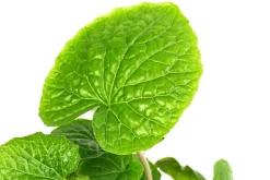 Dehner Garten- & Heilkräuter|Küchenkräuter > Wasabi