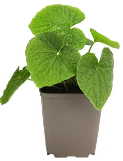 Dehner Garten- & Heilkräuter|Küchenkräuter > Wasabi