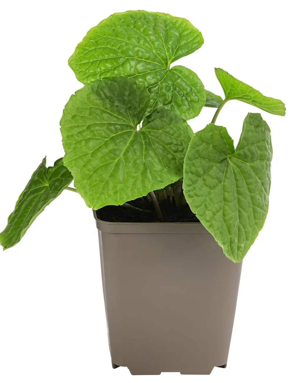 Dehner Garten- & Heilkräuter|Küchenkräuter > Wasabi