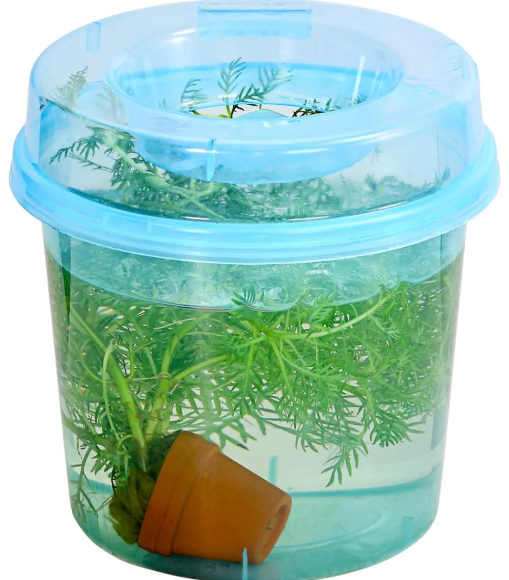 Dehner Aqua Teichpflanzen|Teichpflanzen > Wasserfeder