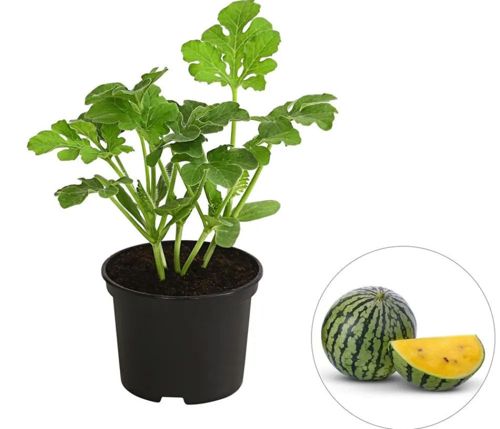 Dehner Wassermelone, Gelb Best