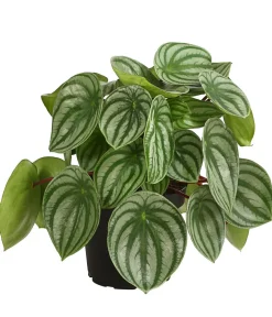 Dehner Grünpflanzen > Wassermelonen-Peperomie - Peperomia argyreia