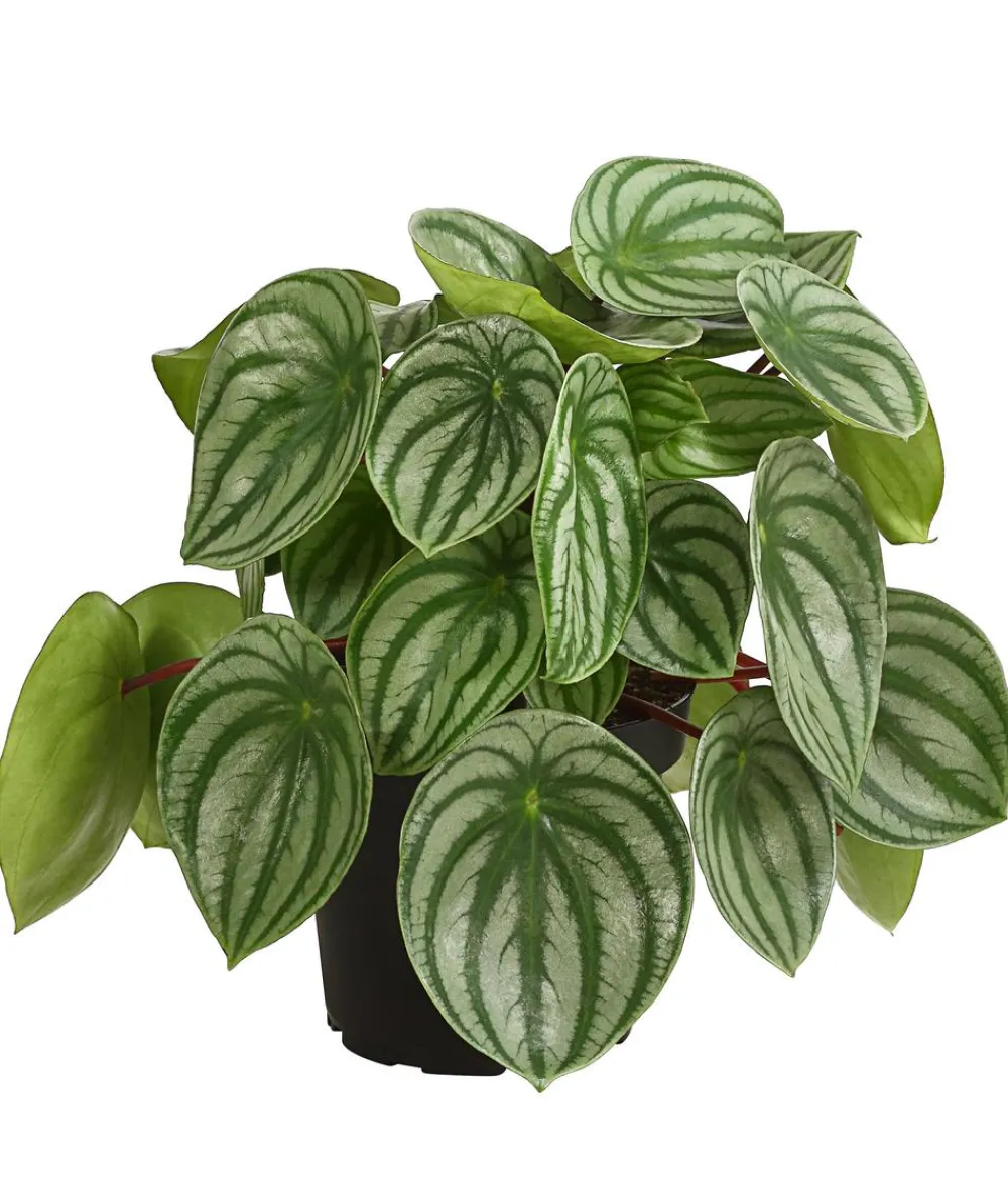 Dehner Grünpflanzen > Wassermelonen-Peperomie - Peperomia argyreia