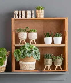 Dehner Wassermelonen-Peperomie - Peperomia argyreia Online