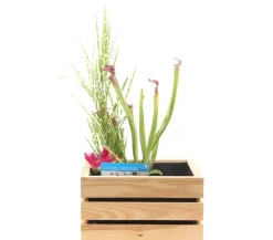 Dehner Aqua Teichpflanzen|Teichpflanzen - Wasserpflanzen-Set Bunt